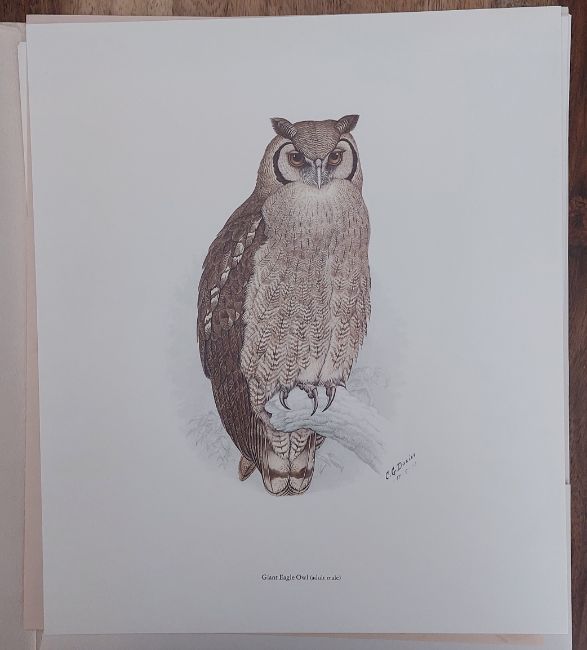 Portfolio of South African Owls | Portefeulje van Suid-Afrikaanse Uile