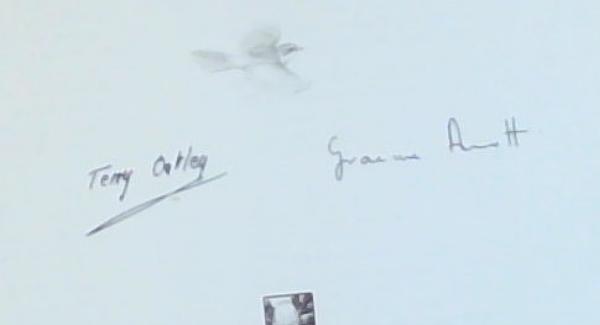 Robins of Africa